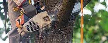 Best Lawn Watering Services  in Menlo Park, CA
