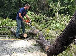  Menlo Park, CA Tree Removal Pros