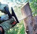 Best Commercial Tree Services  in Menlo Park, CA