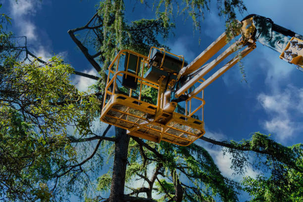 Best Tree Cabling and Bracing  in Menlo Park, CA