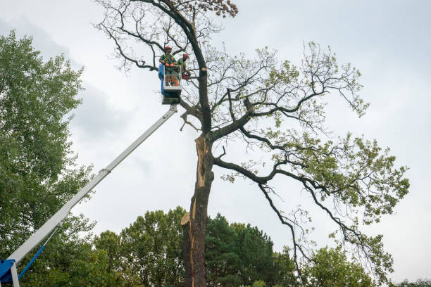 Best Tree Disease Treatment  in Menlo Park, CA