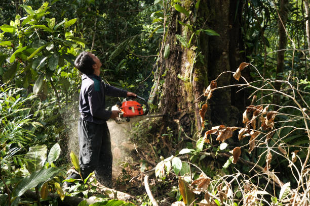 Best Tree Disease Treatment  in Menlo Park, CA