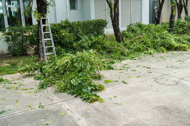 Best Tree and Shrub Care  in Menlo Park, CA