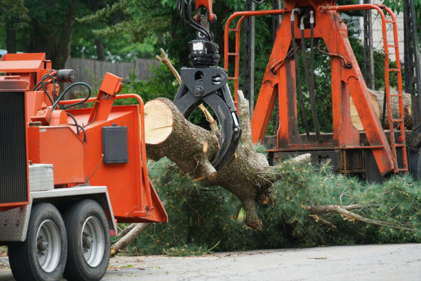 Best Hazardous Tree Removal  in Menlo Park, CA
