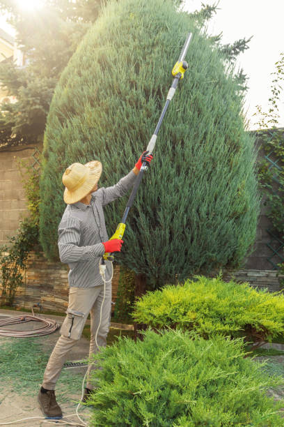 How Our Tree Care Process Works  in  Menlo Park, CA