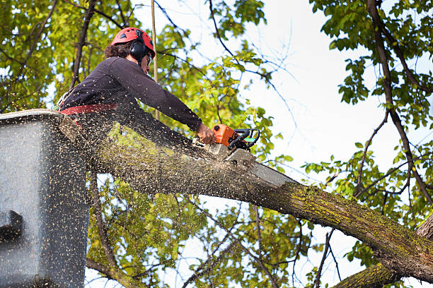 Mulching Services in Menlo Park, CA