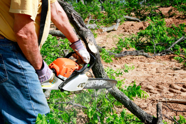Best Seasonal Cleanup (Spring/Fall)  in Menlo Park, CA